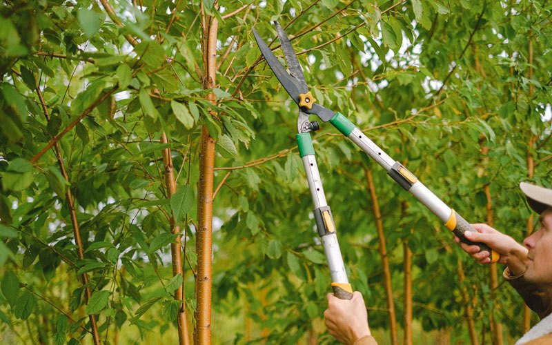 Tree trimming in Redvale, CO